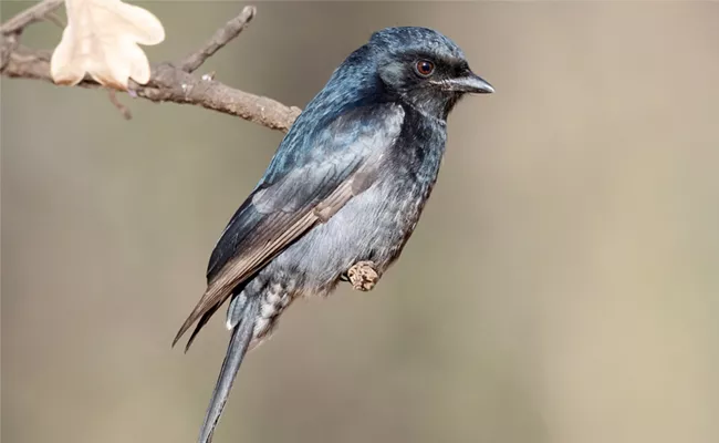 Know About Details Of Black Drongo Dicruus Adsinmillis - Sakshi