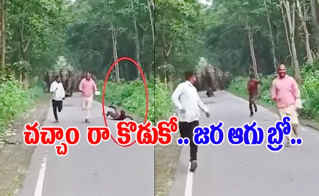 Elephants Charge Towards Three Men Taking Selfies At Lakhimpur Kheri Video Viral - Sakshi