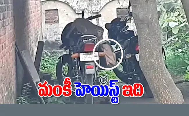 How UP Monkey Stole Money Bag Video Viral - Sakshi