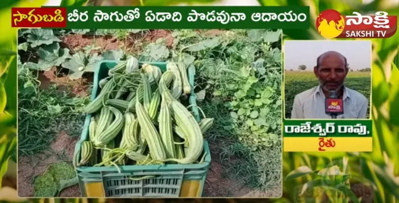 Farmer Success Story Of Ridge Gourd (Beerakaya) Farming