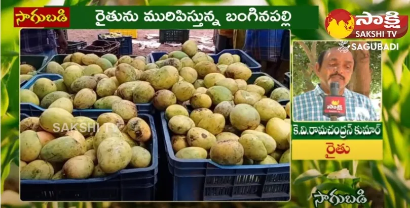 Banaganapalle Mango Cultivation With Semi Organic Method