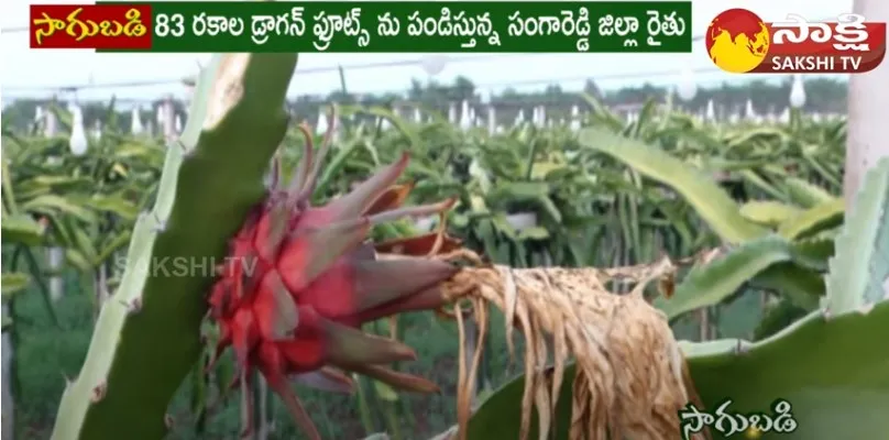 Special Story On Dragon Fruit Farming in Sangareddy