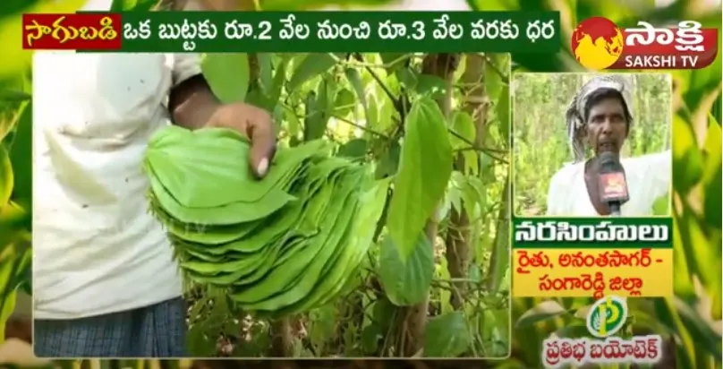 Farmer Success Story Of Tamalapaku - Betel Leaves Farming