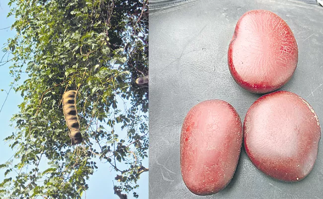 Tribal people of Chhattisgarh selling desi Tamarind in Karimnagar - Sakshi