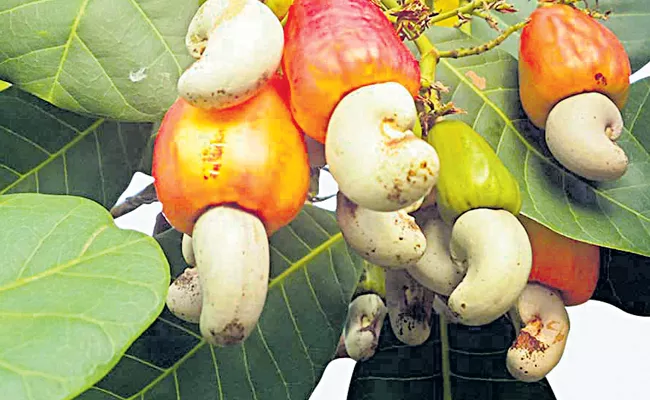 Eenadu false writings on Cashew processing units - Sakshi