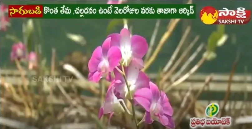 Amazing Orchid Flower Cultivation 