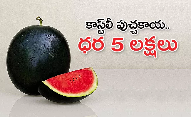 World Expensive Watermelon In Japan Price Rs 5 Lakhs - Sakshi