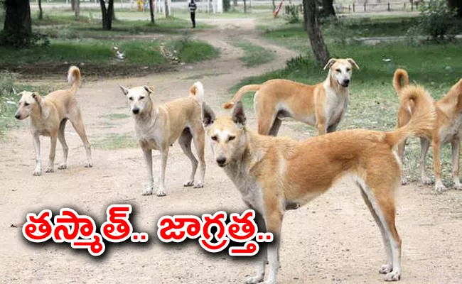 Superbug Found in Delhi Stray Dogs - Sakshi