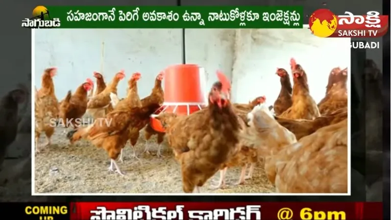 Natu Kodi Farming : West Godavari Young Farmer Success Story