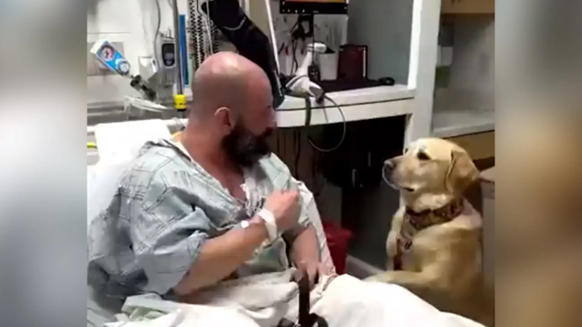 Dog Eternal Friendship Video Goes Viral