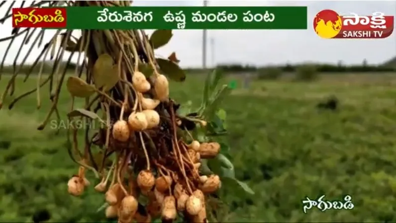 Groundnut Cultivation in Telugu 