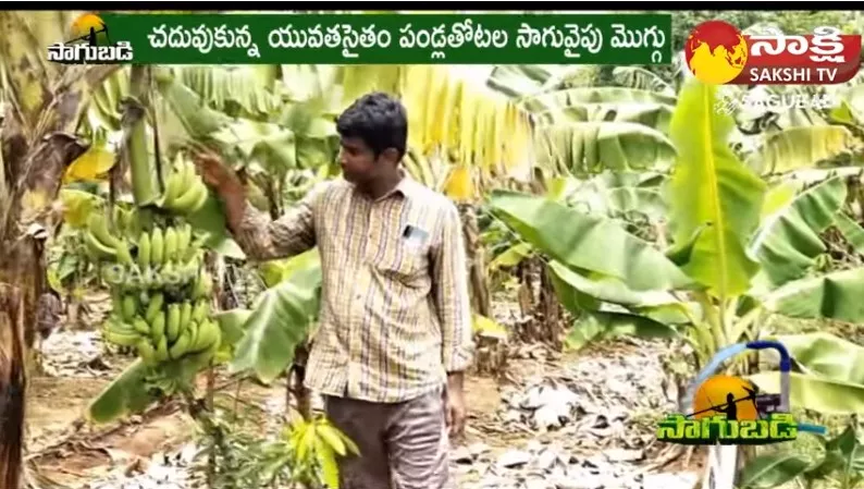 Banana Plantation with Tissue Culture