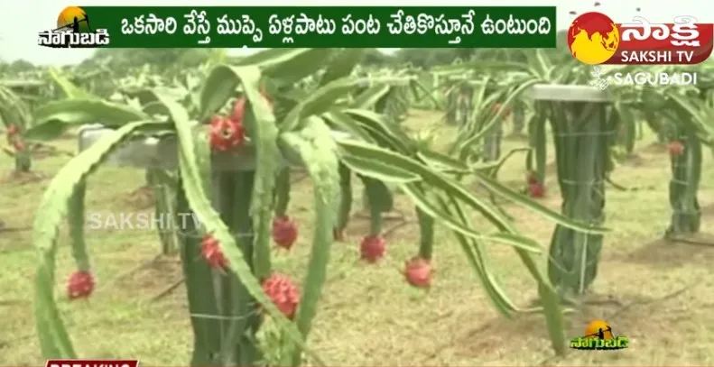 Special Story on Dragon Fruit Farming