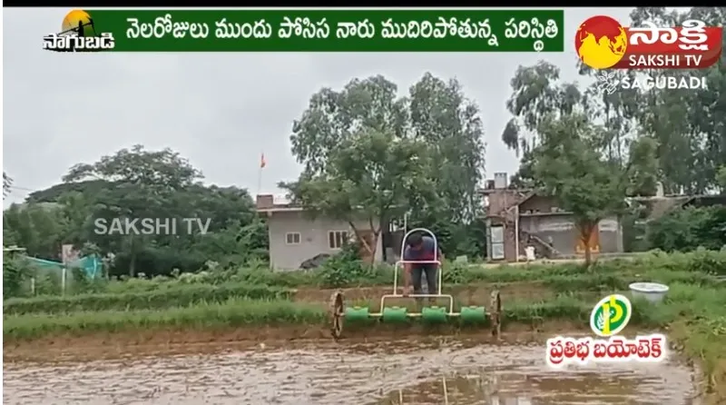 Paddy Cultivation through Drum Seeder