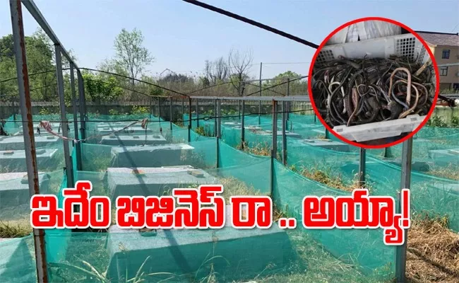 rs crore income for snake farming in china full details - Sakshi