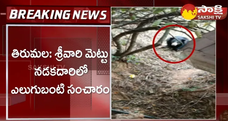 Bear Found At Tirumala Steps Way