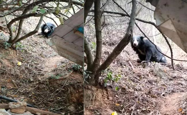 Bear Roaming At Tirumala Stairway - Sakshi