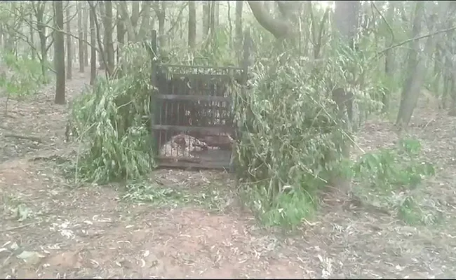 Attacked Cheetah Trapped In Cage At Tirumala - Sakshi