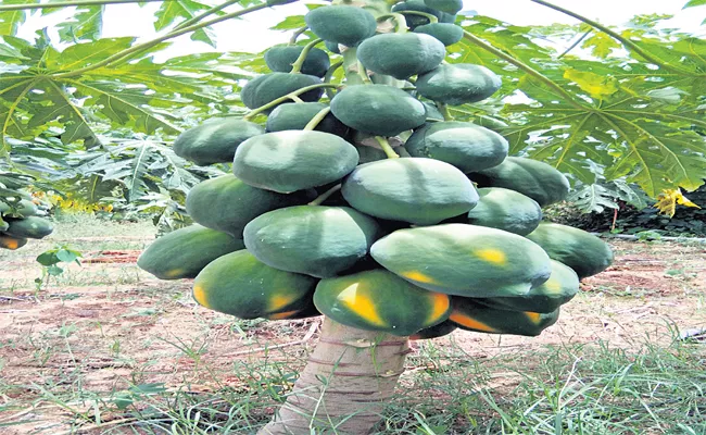 Annamaiya Papaya Is Exported To The National Capital Delhi - Sakshi