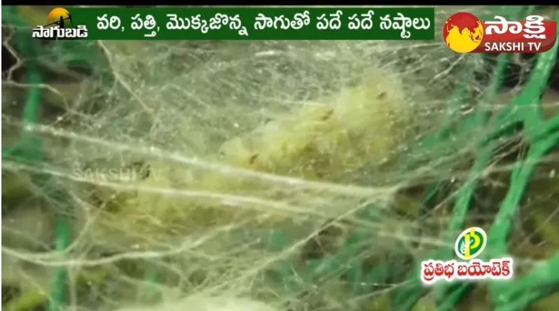 Huge Profits with Silkworm Farming