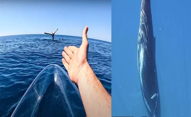 Whale Doing A Rare Headstand In Middle Of The Ocean - Sakshi