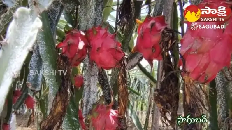 Farmer Rao Success Story in Dragon Fruit Cultivation 