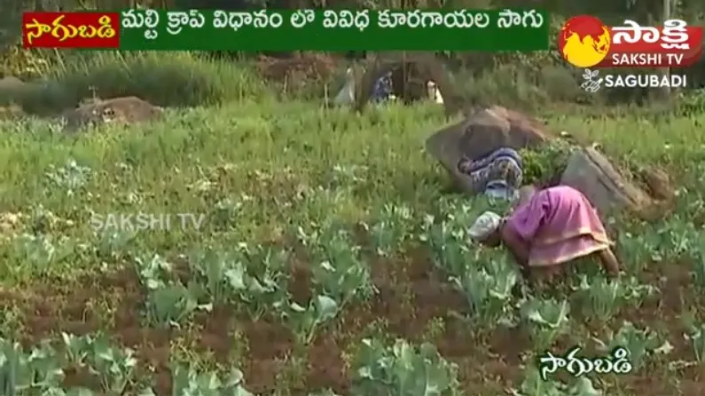 Tribal Farmers Cultivating Vegetables by Stacking Method