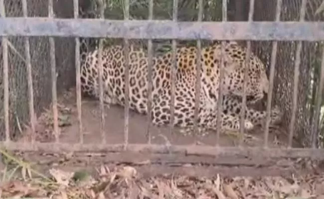 Another Cheetah Trapped In Cage At Tirumala - Sakshi