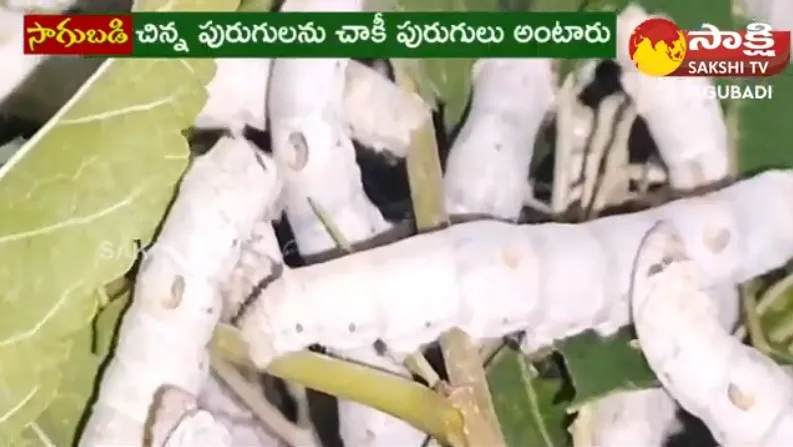 Huge Profits From Silkworm Cultivation