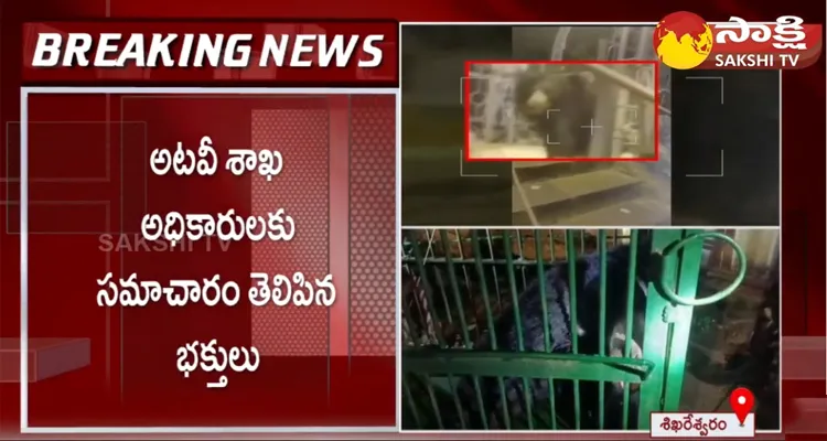 Bear Trapped In A Cage At Srisailam