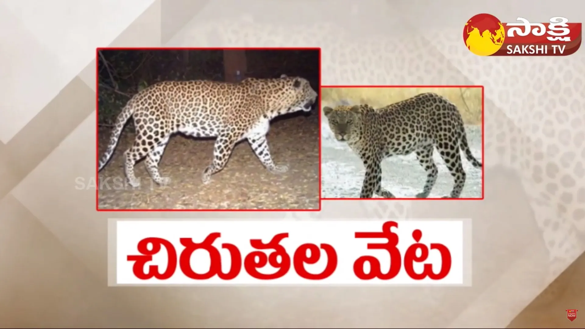 Sakshi TV Ground Report On Nirmal District Leopard Tension