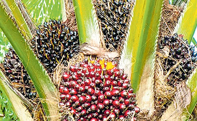 Oil palm cultivation in the state is likely to increase rapidly - Sakshi