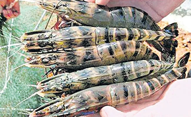 Mother Prawn is now local - Sakshi