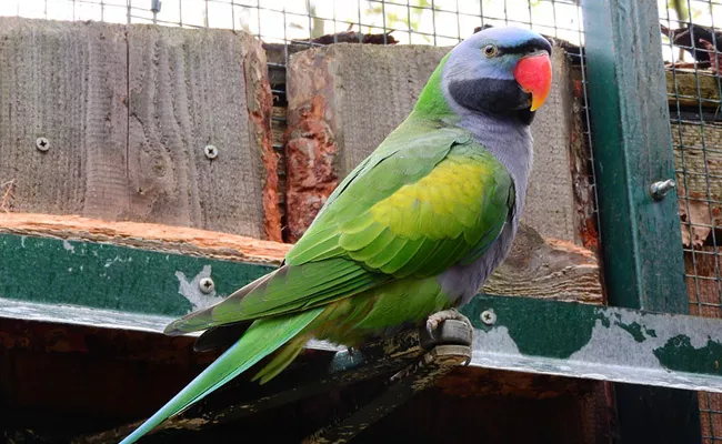 Madhya Pradesh Man Offers Rs 10000 Cash Reward Parrot Goes Missing - Sakshi