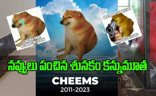 Viral meme Dog Cheems Alias Chintu Dies Internet Pour Tribute - Sakshi