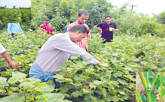 Using Pheromones To Control Insects In Your Garden - Sakshi