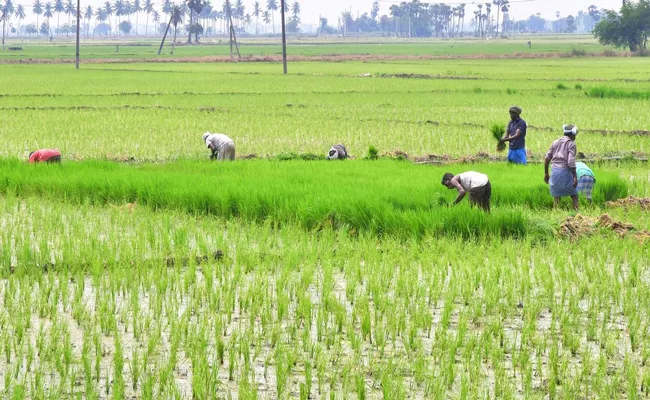 Paddy acreage rises by over 4percent despite 6percent deficit in monsoon - Sakshi