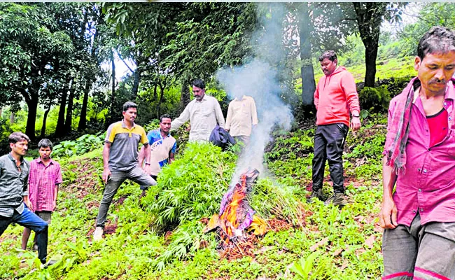 Cannabis crop destroyed in five acres - Sakshi