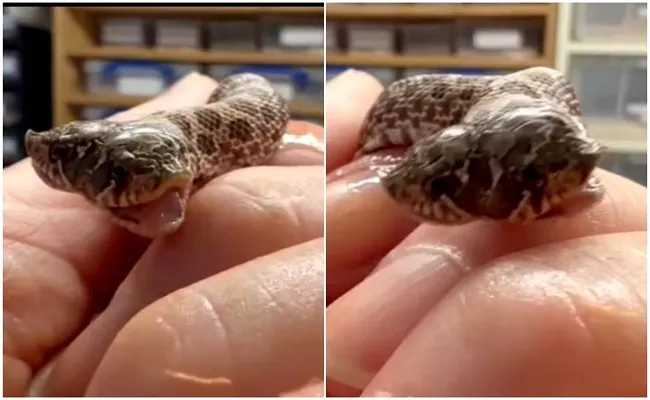 Viral Video: Two Headed Baby Snake Goes Viral On Social Media - Sakshi