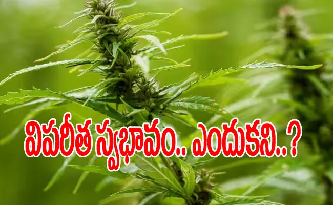 Why People Behave Differently After Consuming Cannabis - Sakshi