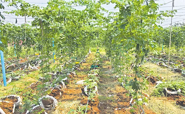 Organic Vegetable Crops Grown Twice Than Soil Field In Special Bags. - Sakshi