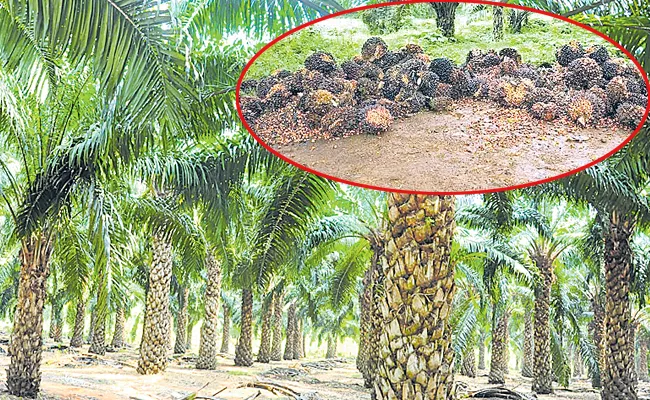 Annually increasing palm oil cultivation in Khammam District - Sakshi