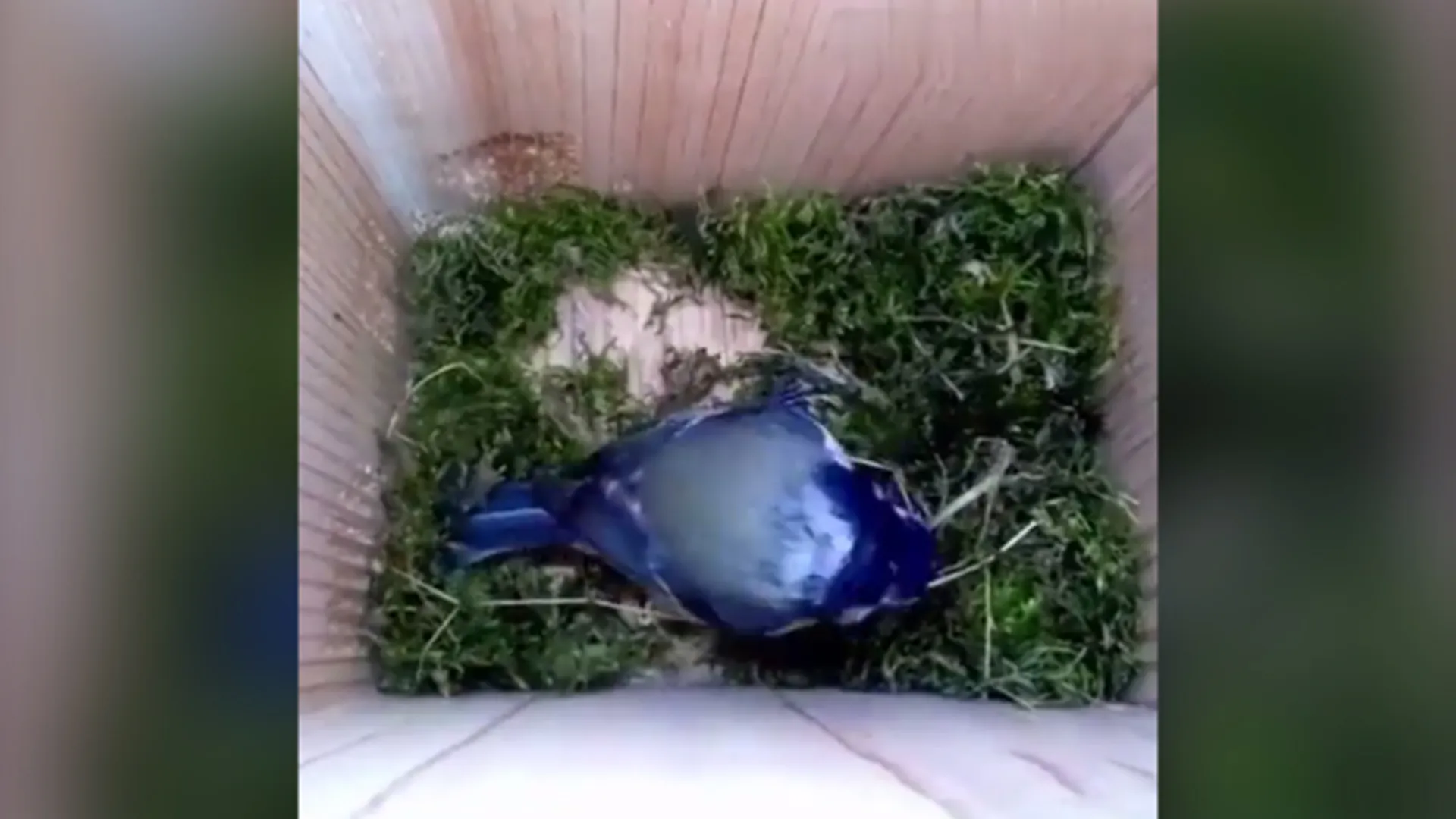 A Camera Recorded From Start To Finish How A Bird Built its Nest