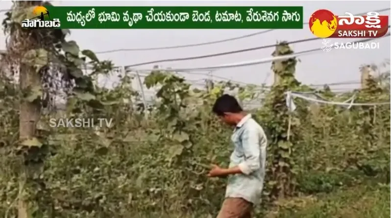 Farmer Net Profits With Vegetable Farming 