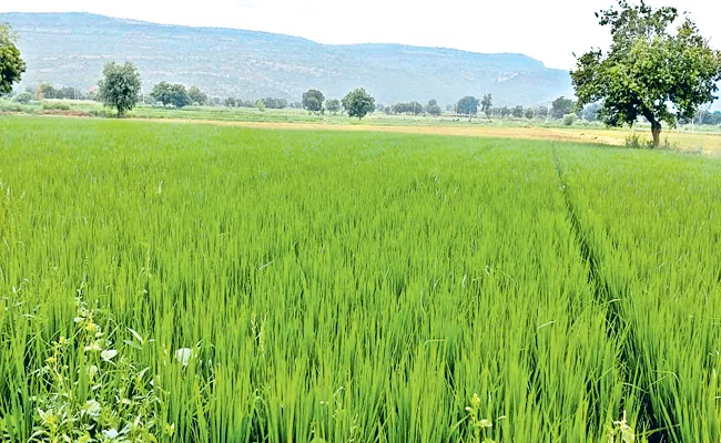 Specialty of Vaikunthapuram on edge of the Nallamala forest - Sakshi