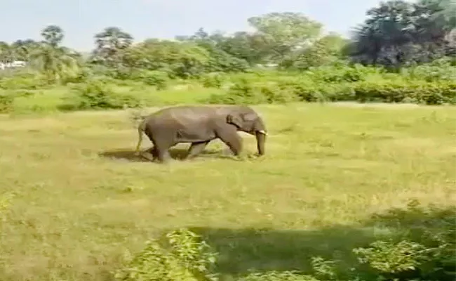 Two Died In Elephant Attack In Chittoor District - Sakshi