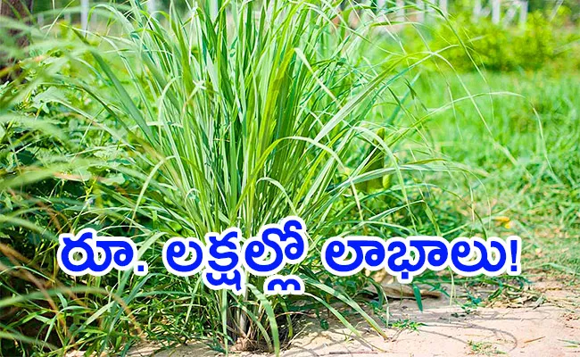 High Profit Farming Business Lemongrass Farming - Sakshi