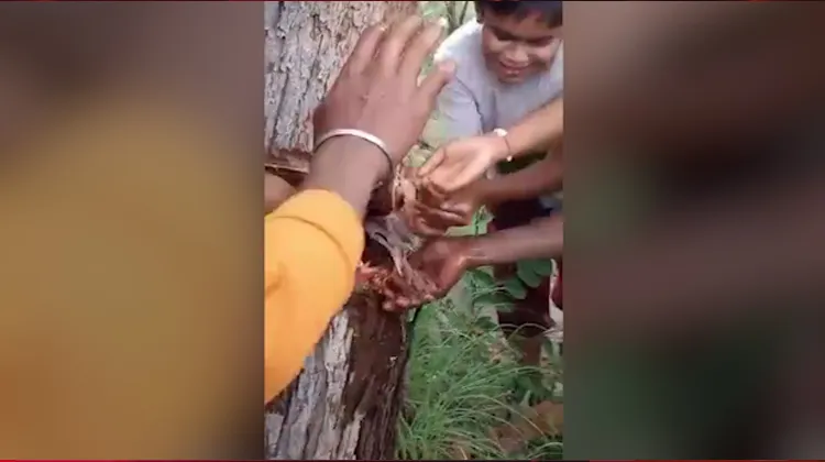 Water Dripping From Tree In Prakasam District