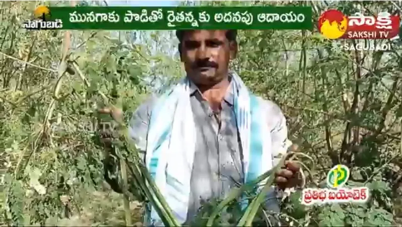 Drumstick Cultivation ( Munaga Sagu ) 