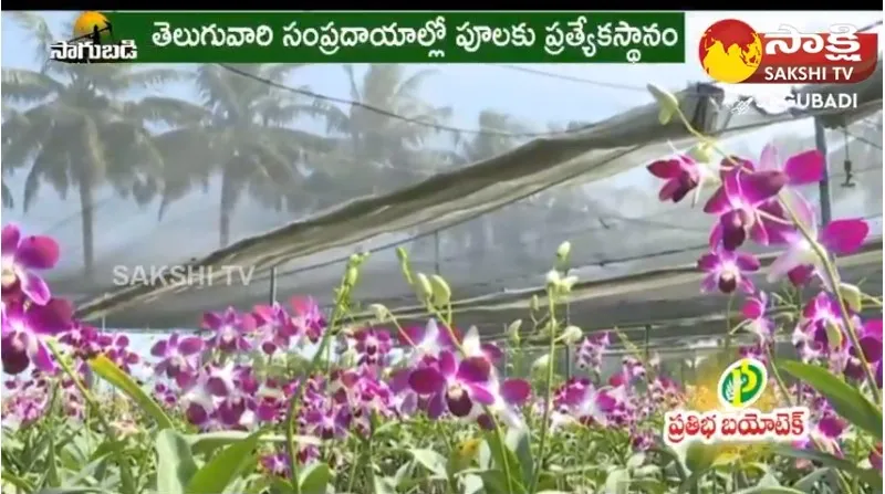 Huge Profits With Orchid Flower Farming